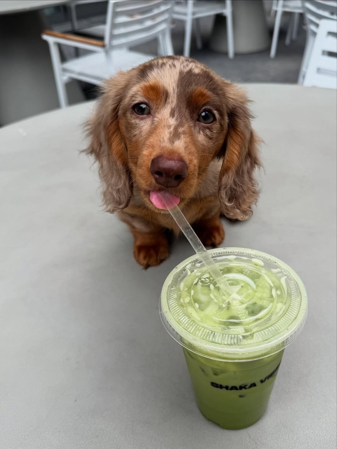 Healthy Dachshund Puppy at Royal Dachshunds