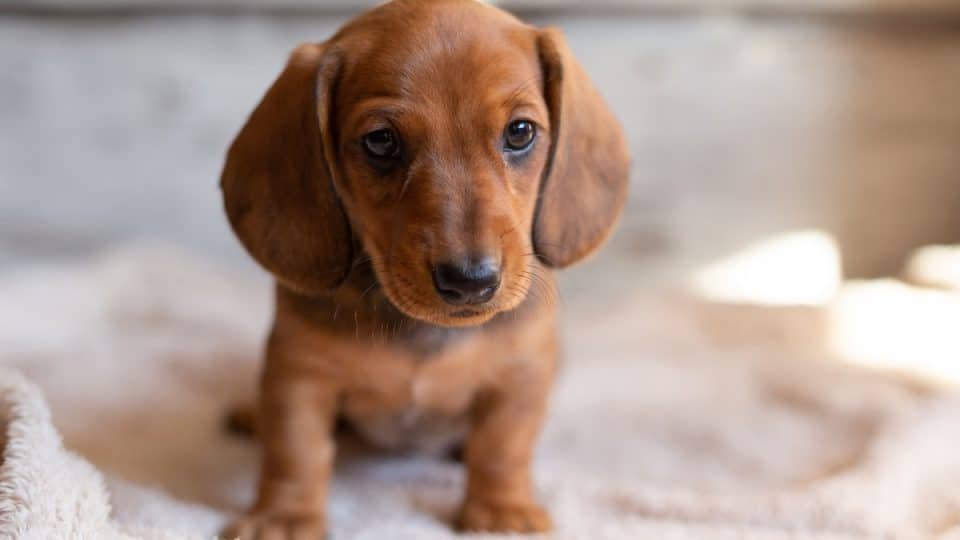 AKC Registered Pembroke Welsh Dachshund