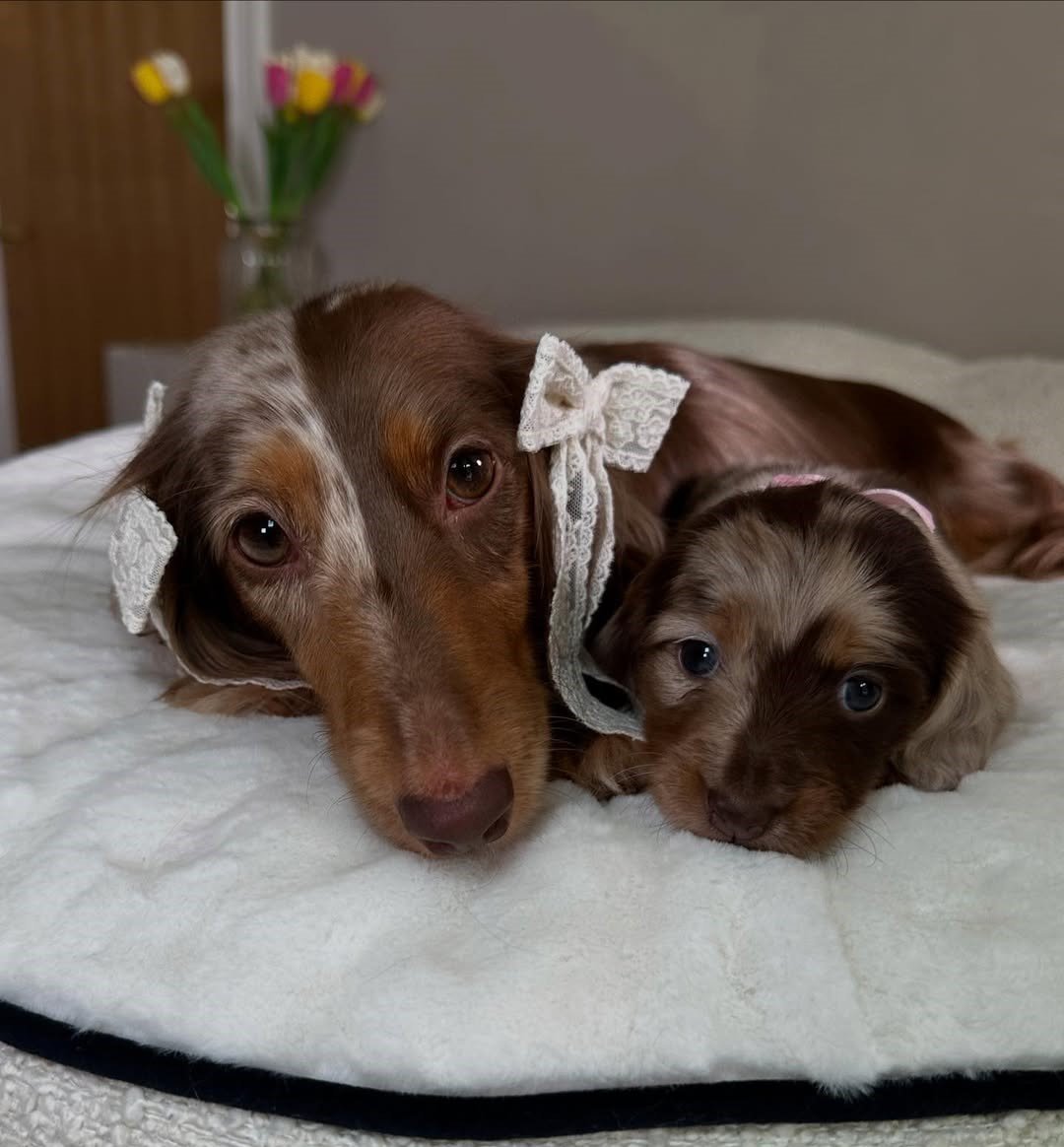 RoyalDachshund article - Pet Adoption: A Lifelong Commitment