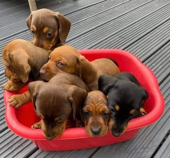 Home-raised Dachshund puppies at RoyalDachshund