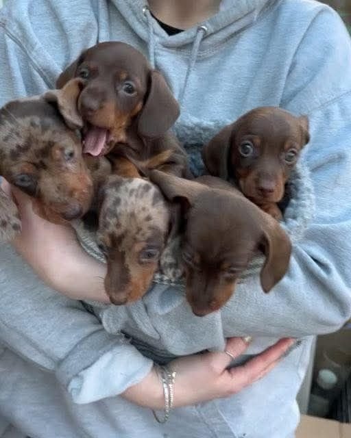 High-quality nutrition for Dachshund puppies
