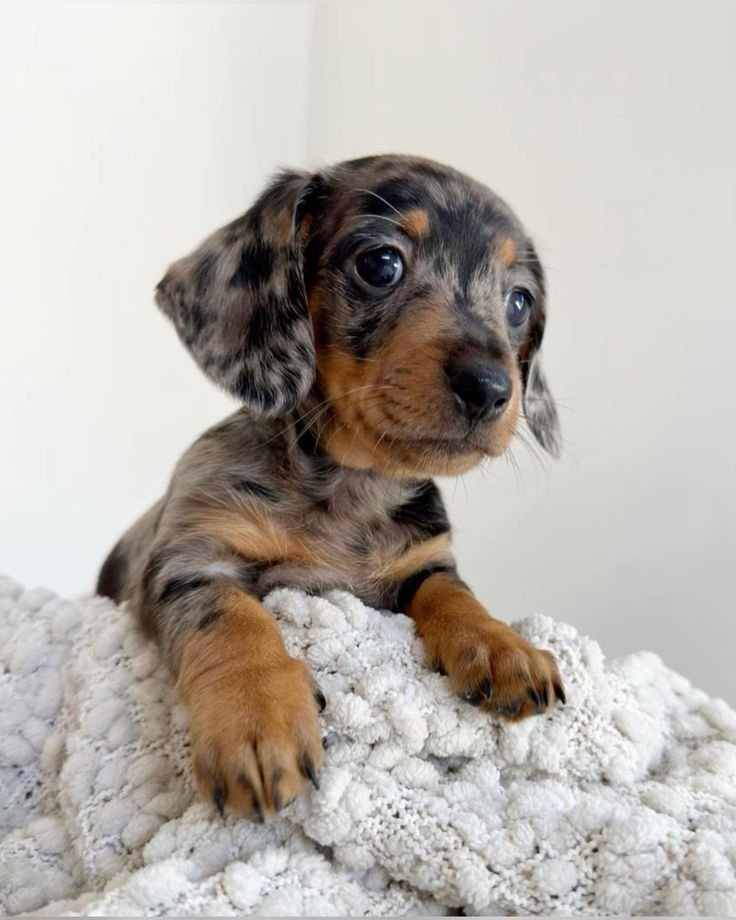 Written health guarantee for Dachshund puppies