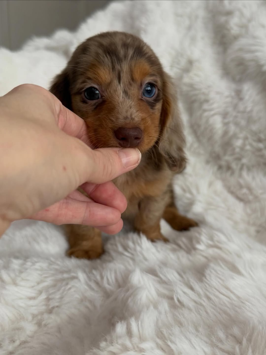 Loki the Dachshund puppy raised by RoyalDachshund
