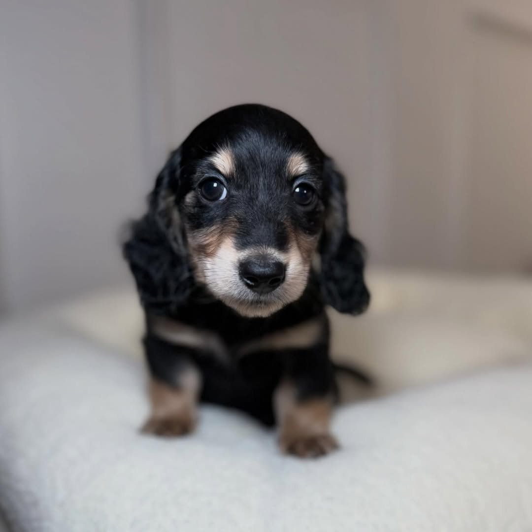 Mendi the Dachshund puppy raised by RoyalDachshund