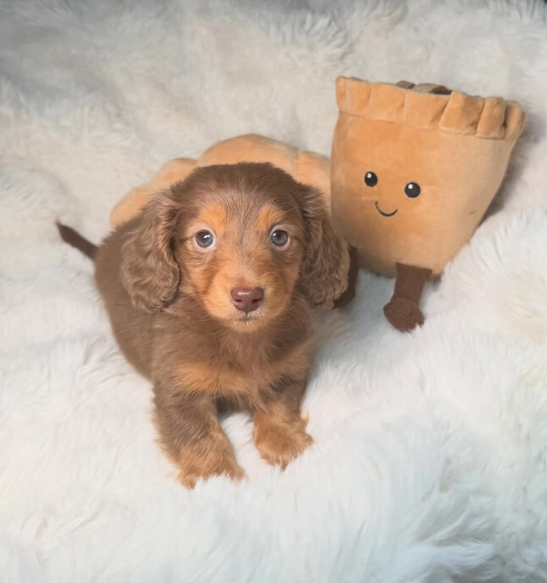 Max the Dachshund puppy raised by RoyalDachshund