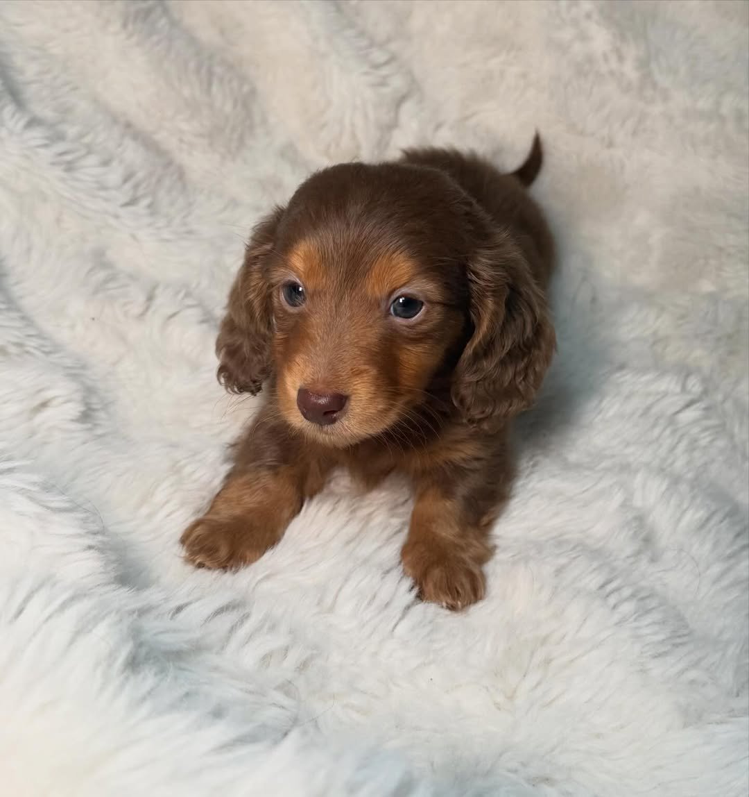 Max as a Dachshund puppy from RoyalDachshund