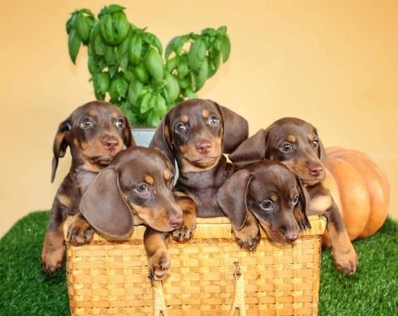 Browse available Dachshund puppies for sale