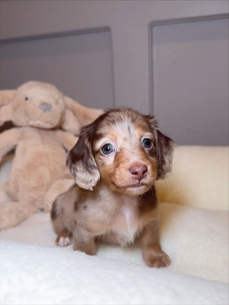 Dachshund Adoption Services