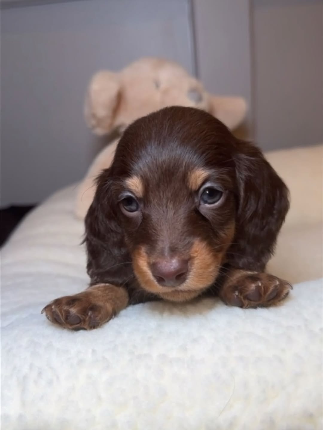 Dachshund Puppy Socialization
