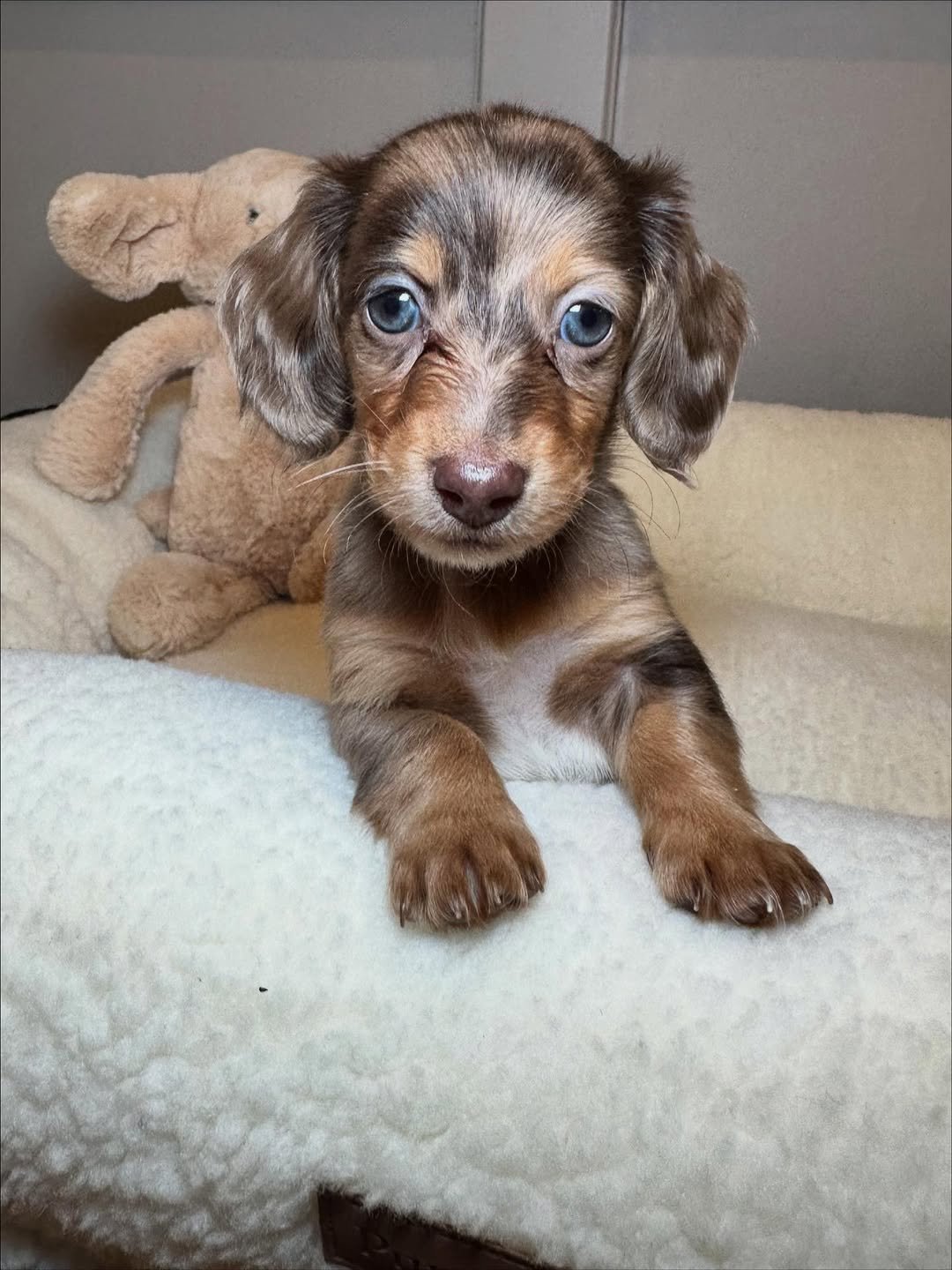 Breeder Support for Dachshunds