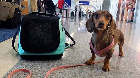 Dachshund Puppy Delivery