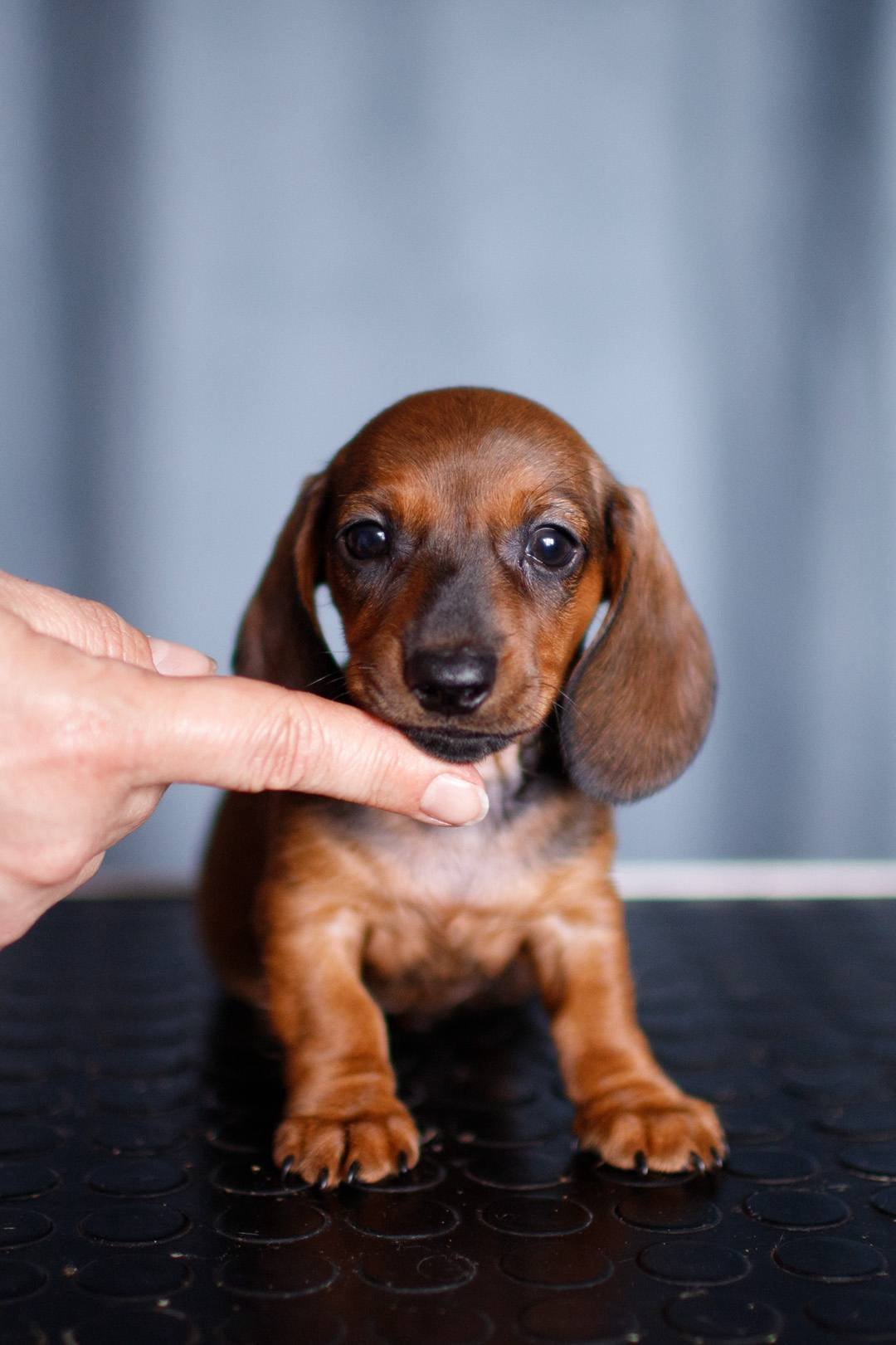 Daisy close-up face - adorable female miniature Dachshund puppy BC