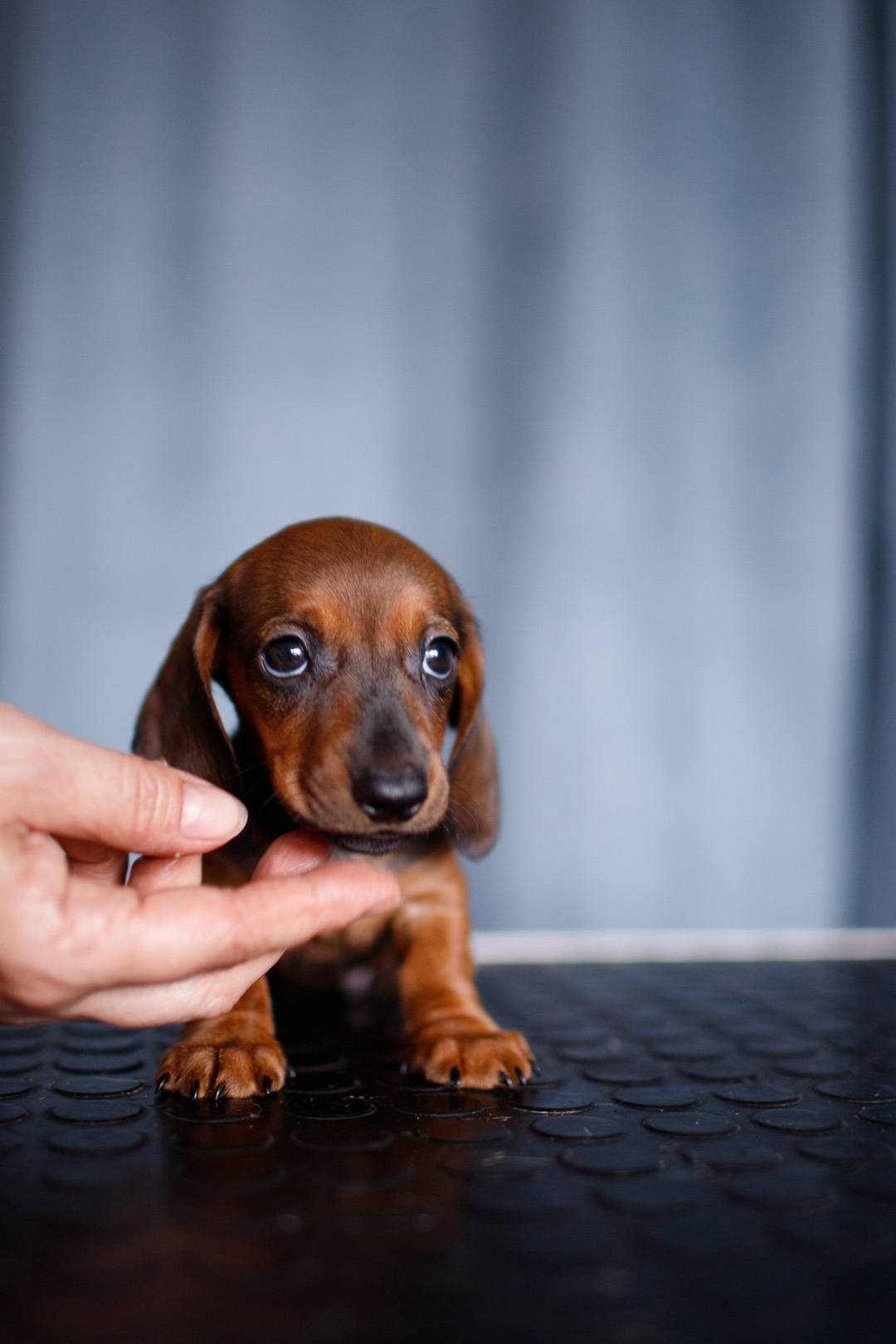 Daisy playing - playful CKC registered Dachshund puppy ready for delivery