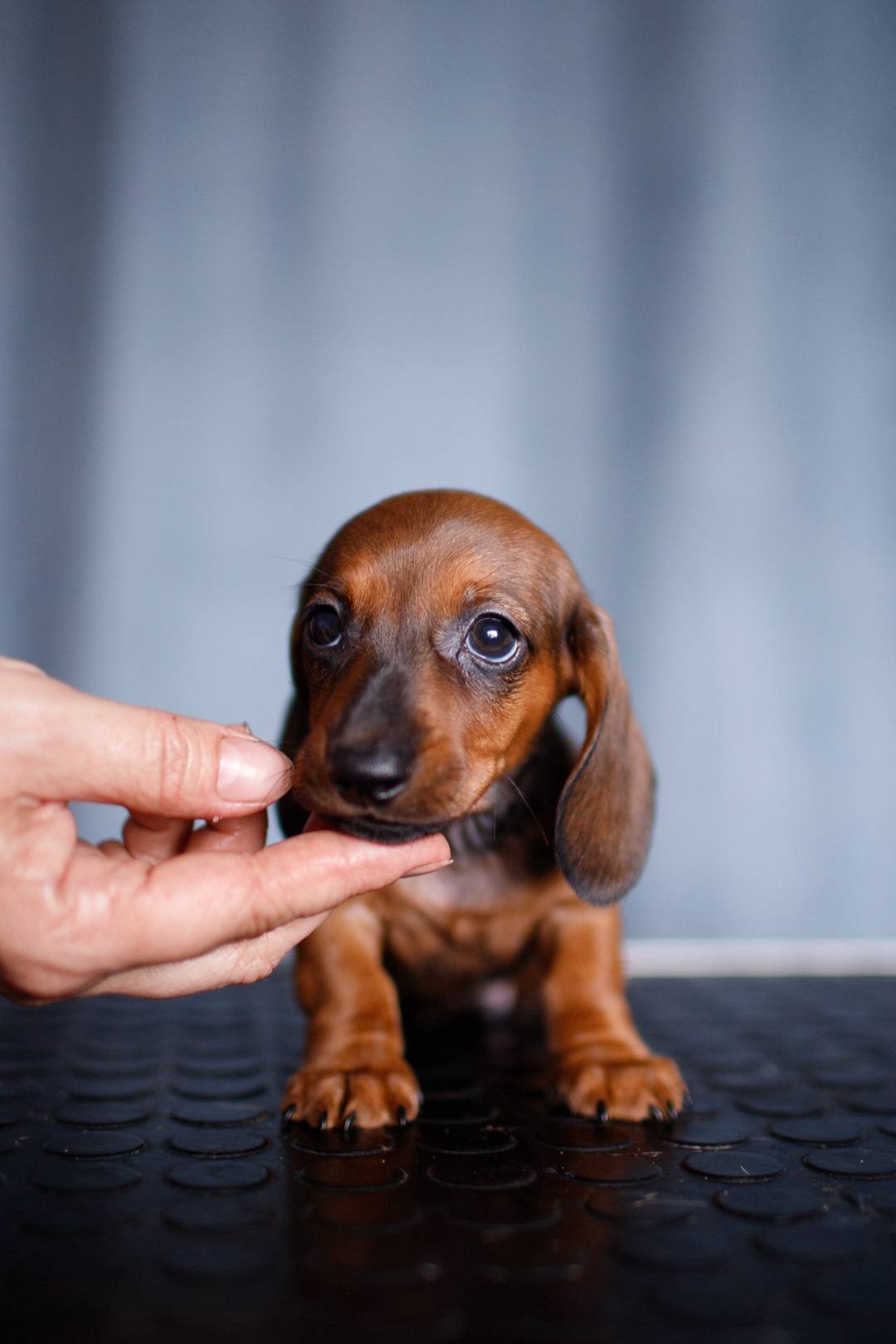 Daisy side profile - healthy female miniature Dachshund puppy Ontario