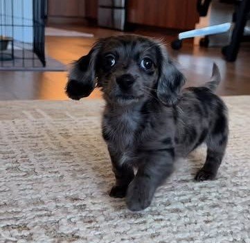Daisy female Dachshund puppy for sale