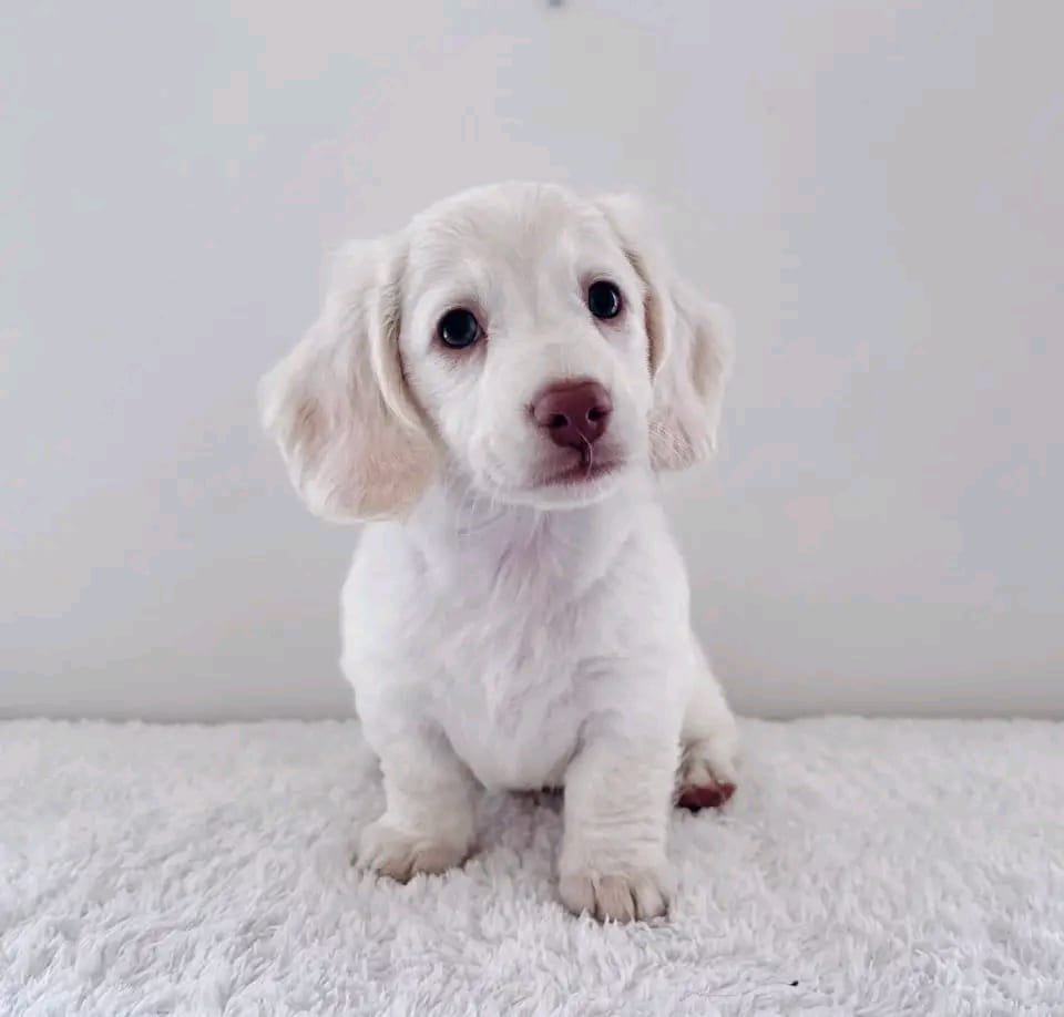 Luna female Dachshund puppy for sale