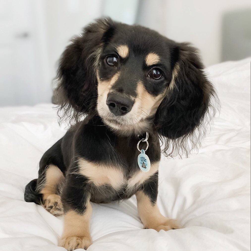 Milo front view - CKC registered male miniature Dachshund puppy for sale in Canada