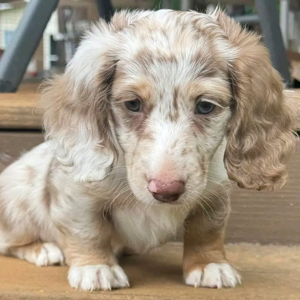Milo male Dachshund puppy for sale