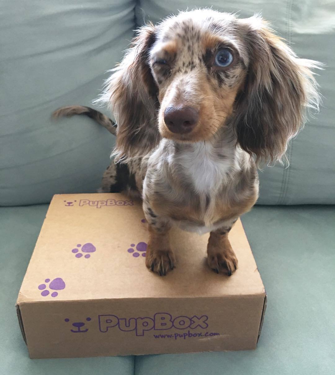Penny close-up face - adorable female miniature Dachshund puppy BC