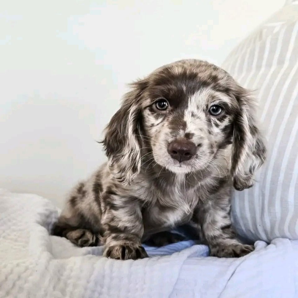 Nino male Dachshund puppy for sale