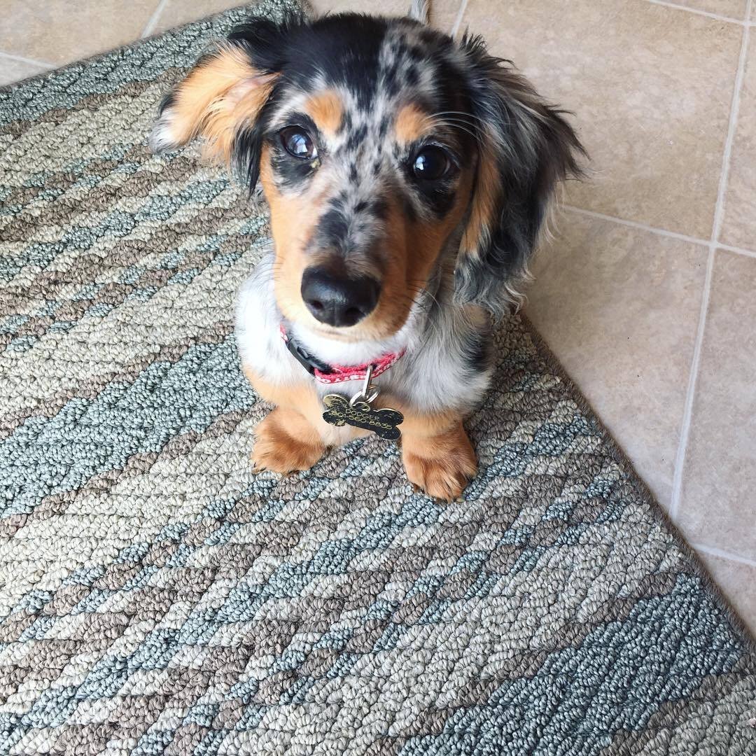 Pepe close-up face - adorable female miniature Dachshund puppy BC