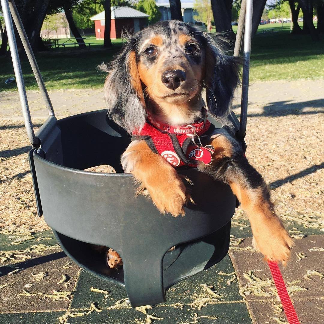 Pepe playing - playful CKC registered Dachshund puppy ready for delivery