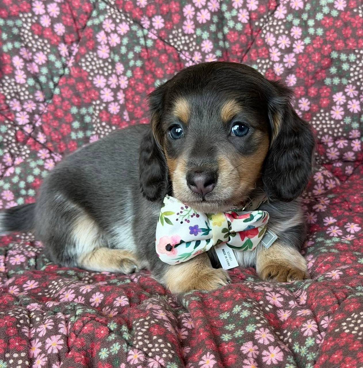 Alice close-up face - adorable female miniature Dachshund puppy BC