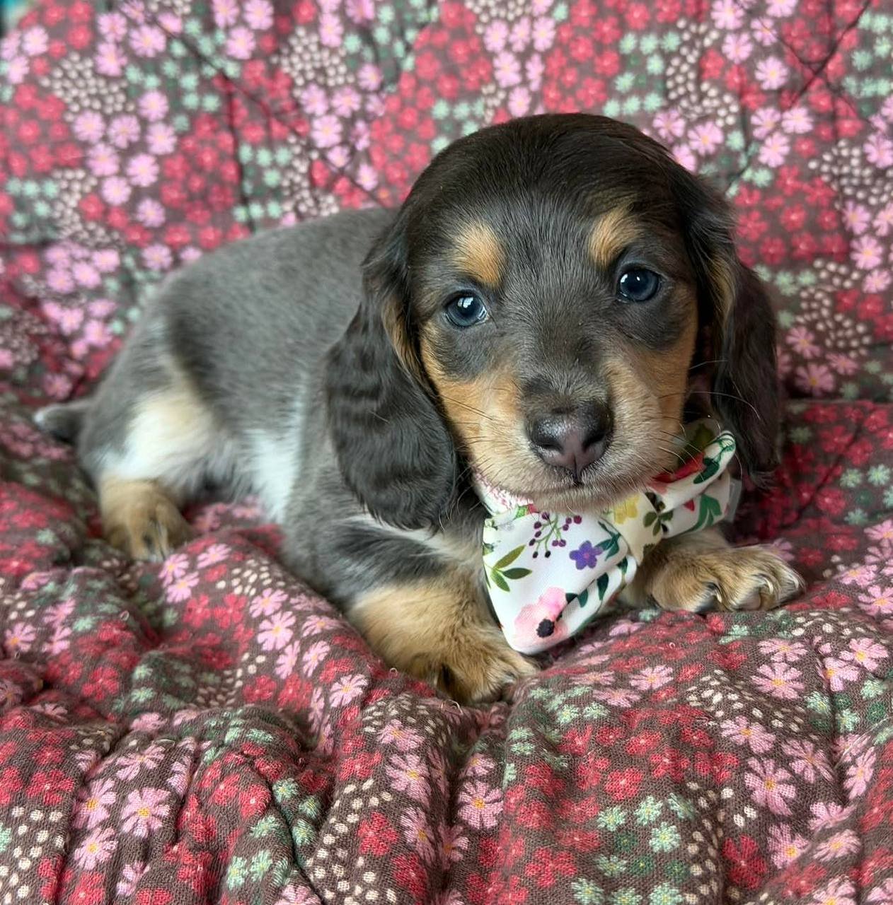 Alice playing - playful CKC registered Dachshund puppy ready for delivery