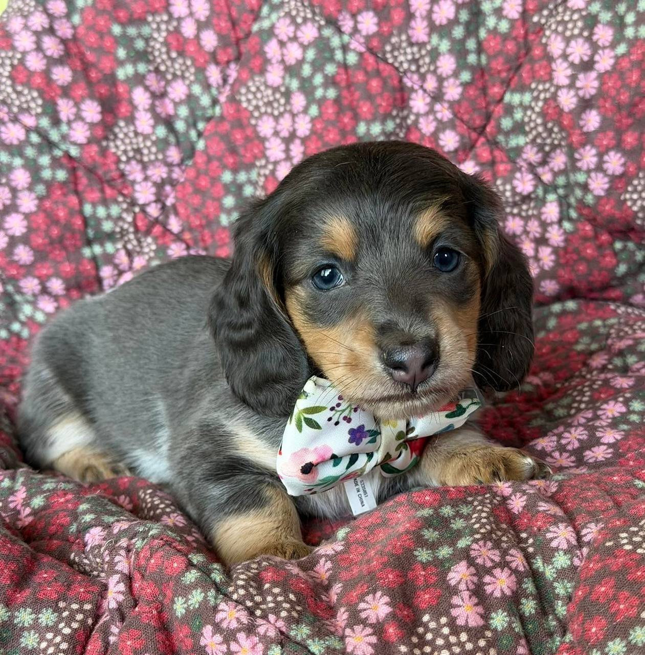 Alice side profile - healthy female miniature Dachshund puppy Ontario
