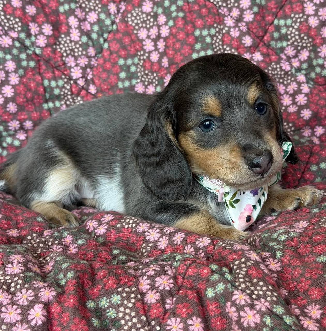 Alice front view - CKC registered female miniature Dachshund puppy for sale in Canada