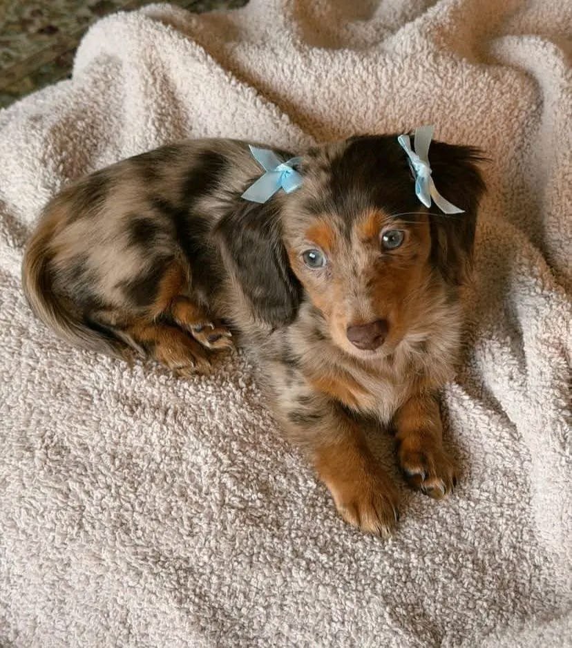 Amanda female Dachshund puppy for sale