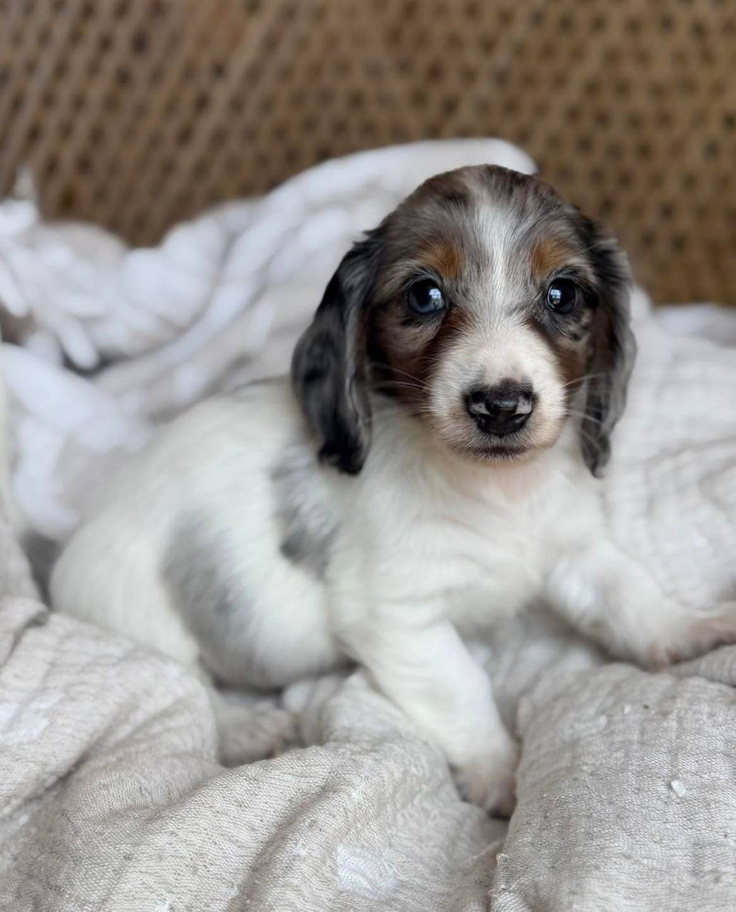 Loki close-up face - adorable male miniature Dachshund puppy BC