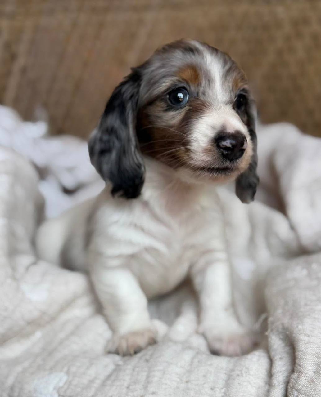 Loki playing - playful CKC registered Dachshund puppy ready for delivery
