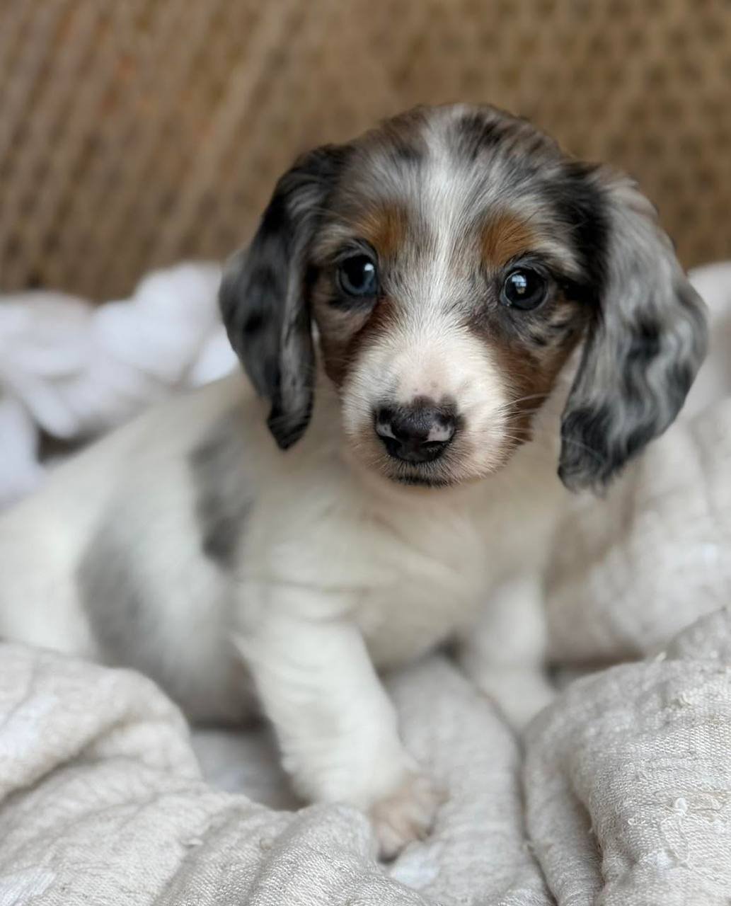 Loki side profile - healthy male miniature Dachshund puppy Ontario