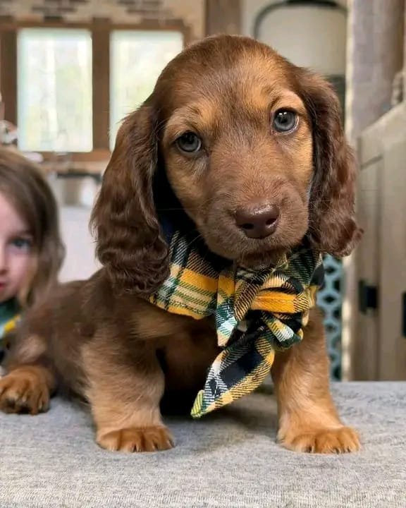 Loki male Dachshund puppy for sale