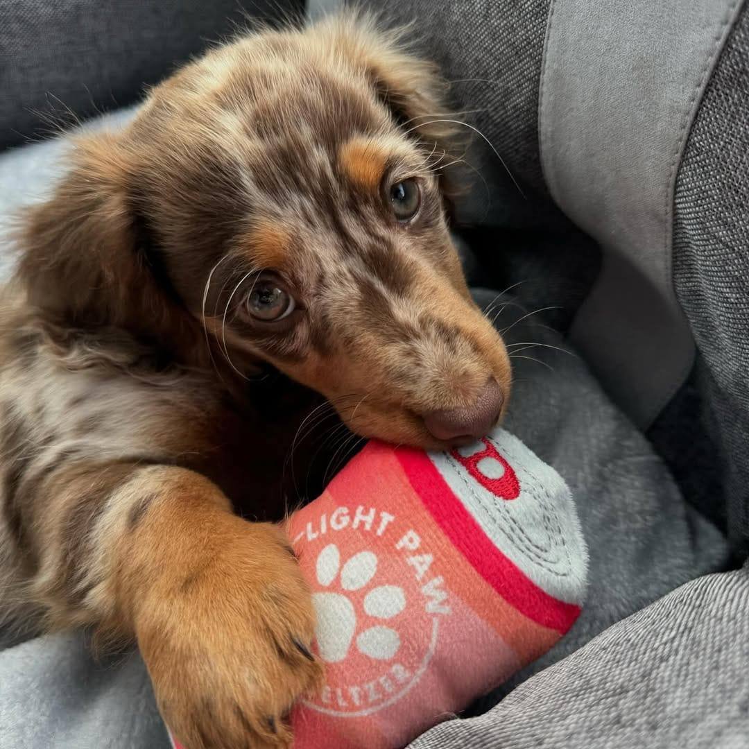 Luna female CKC Dachshund puppy for sale BC