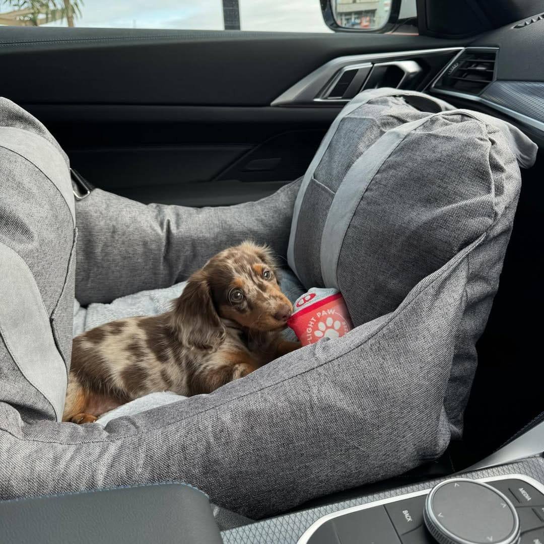 Luma playing - playful CKC registered Dachshund puppy ready for delivery