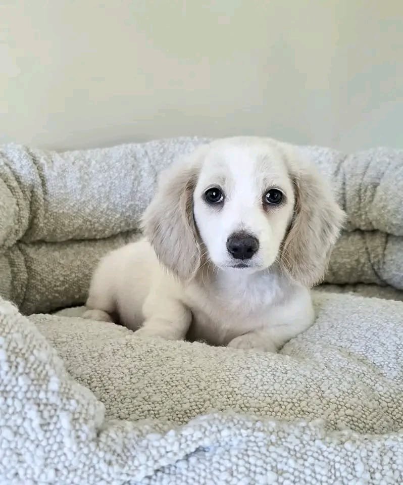 Luma female Dachshund puppy for sale