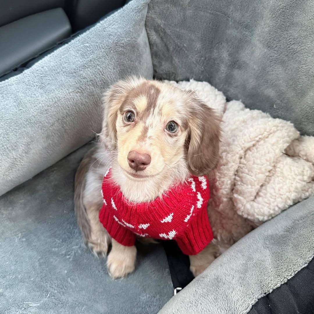 Nina close-up face - adorable female miniature Dachshund puppy BC