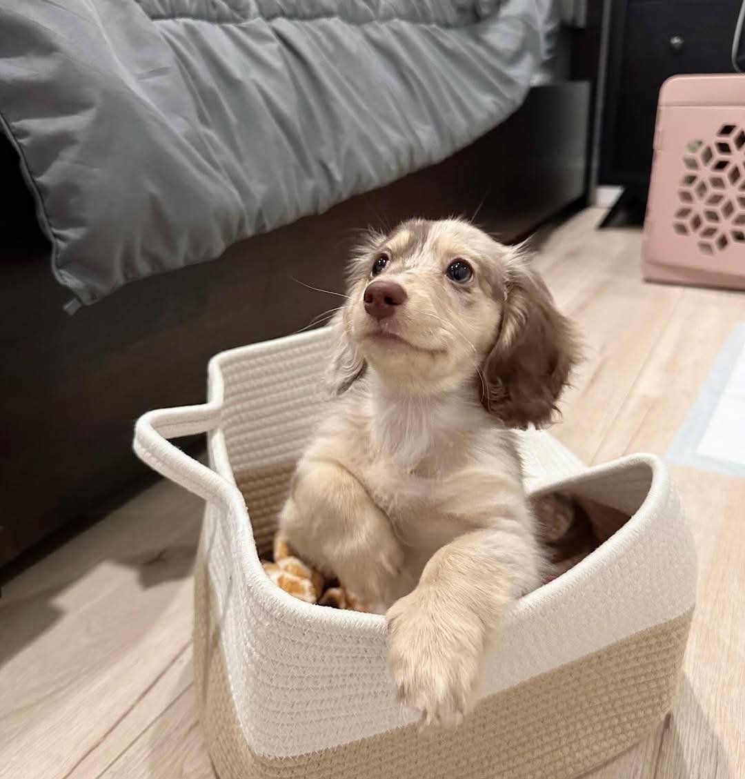 Nina playing - playful CKC registered Dachshund puppy ready for delivery