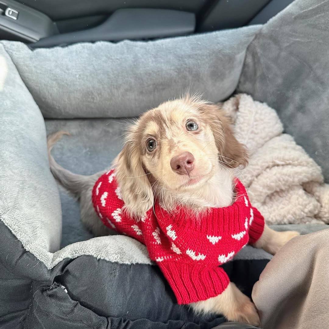Nina side profile - healthy female miniature Dachshund puppy Ontario