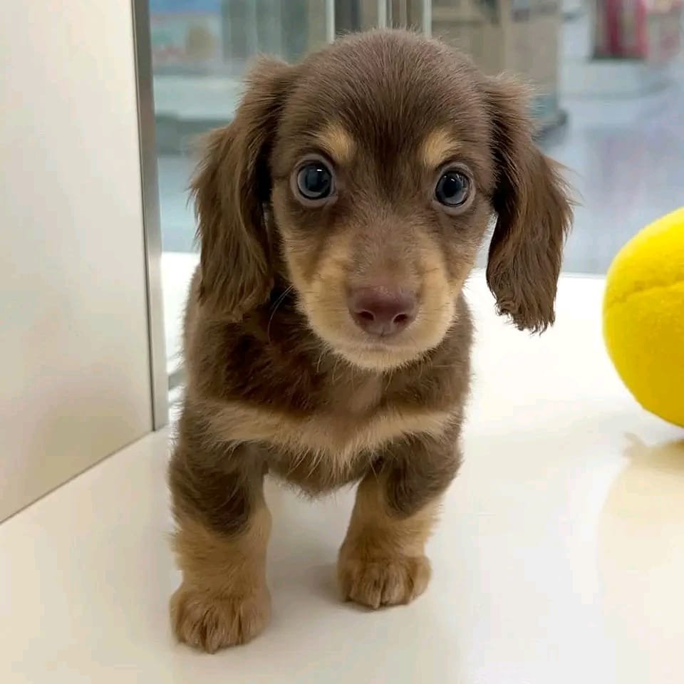 Nina female Dachshund puppy for sale