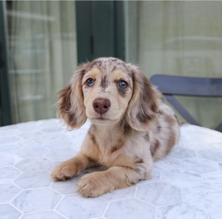 Penny female Dachshund puppy for sale