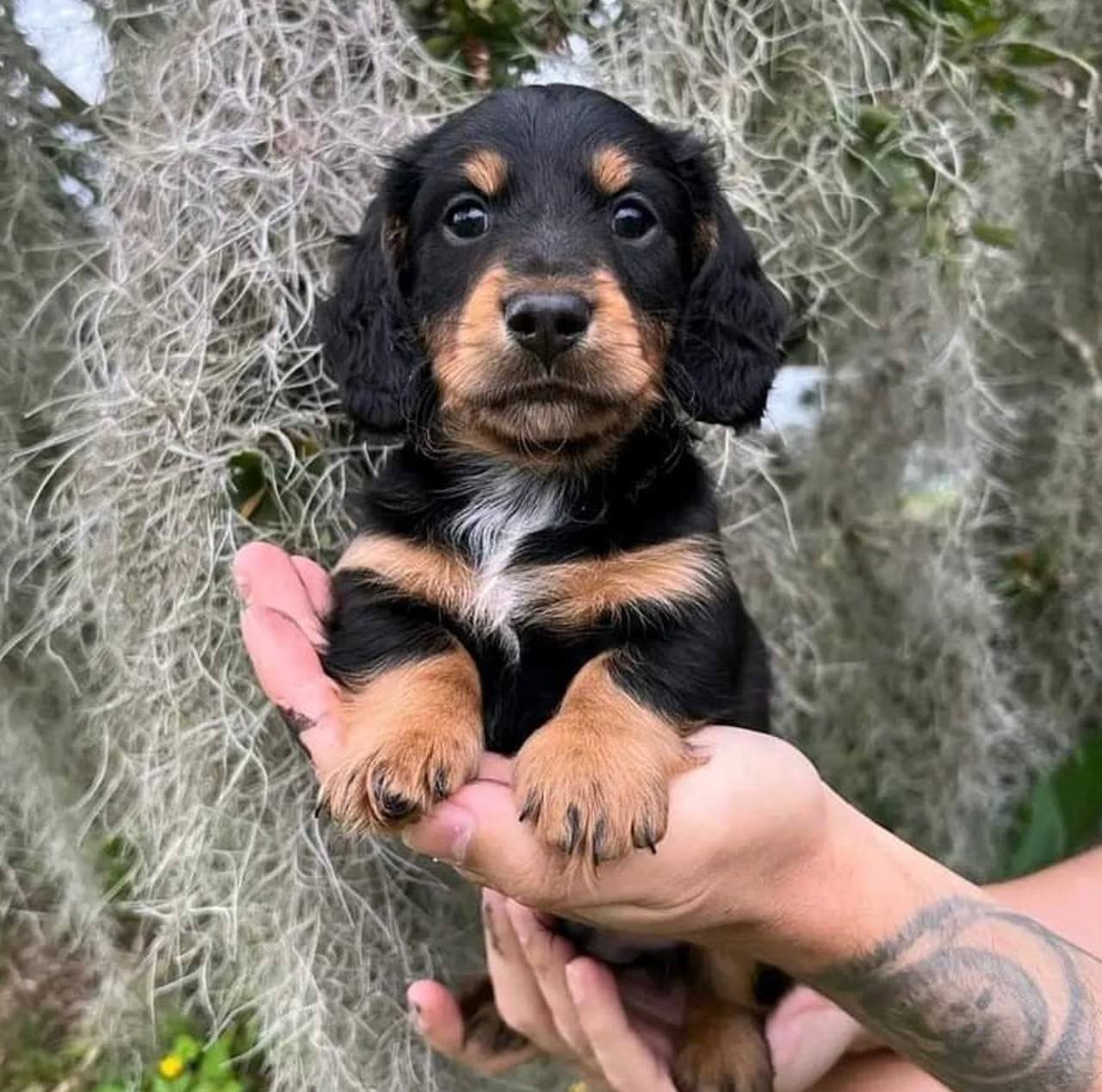 Sammy close-up face - adorable male miniature Dachshund puppy BC