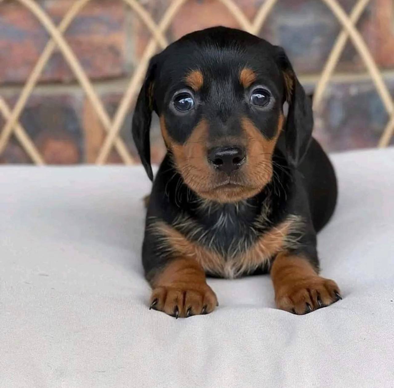 Sammy side profile - healthy male miniature Dachshund puppy Ontario