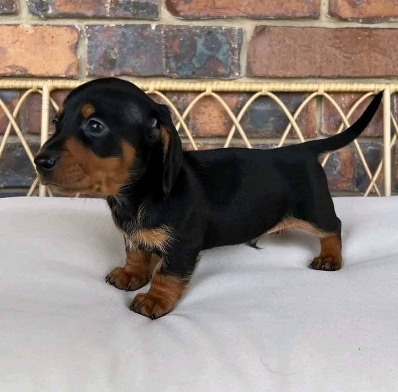 Sammy playing - playful CKC registered Dachshund puppy ready for delivery