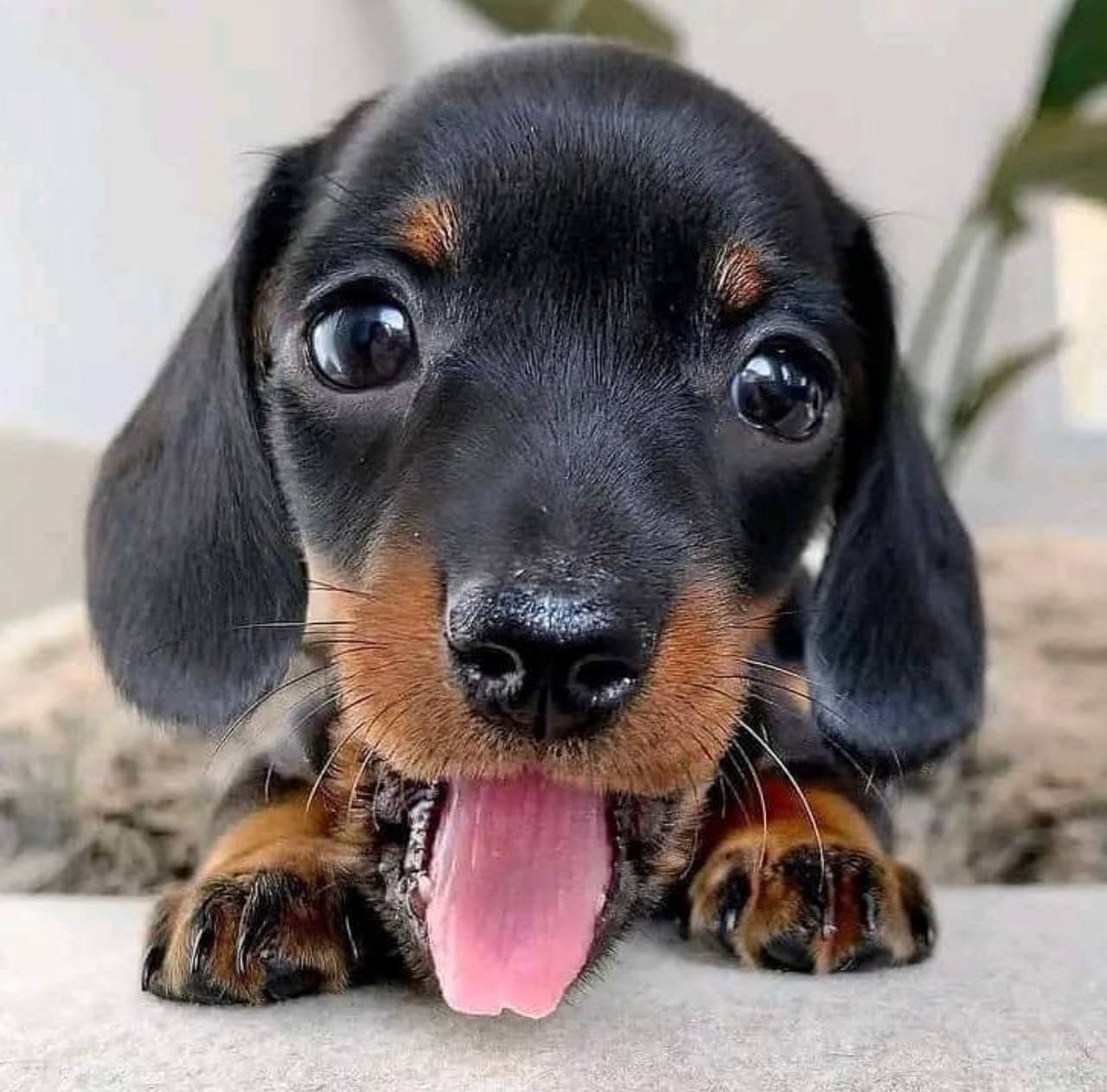 Male Dapple Miniature Dachshund puppy for sale in Canada