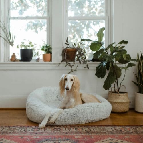 Popular-Product-Image