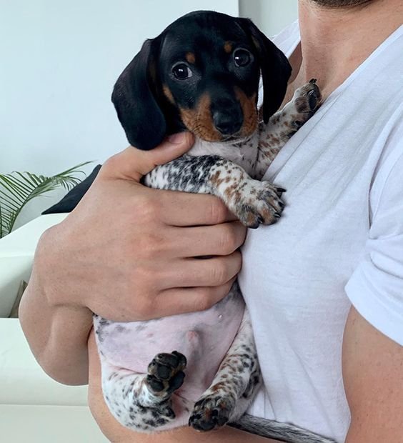 RoyalDachshund customer testimonial