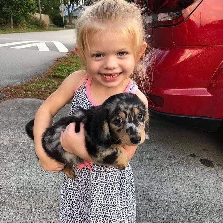 David Johnson playing with his RoyalDachshund Dachshund puppy